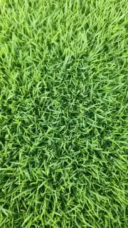 جميع انواع الثيل افضل انواع الثيل 5