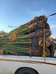 نخل مثمر ونخل واشنطن 2