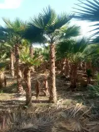 توريد جميع انواع النخيل 7