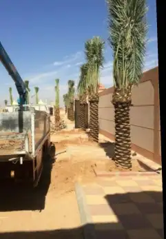 مشالله تبارك الله يوجد لدينا جميع انواع النخيل المثمره وازين 8