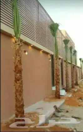 مشالله تبارك الله يوجد لدينا جميع انواع النخيل المثمره وازين 6