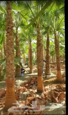 مشالله تبارك الله يوجد لدينا جميع انواع النخيل المثمره وازين 3