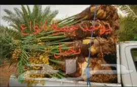 مشالله تبارك الله يوجد لدينا جميع انواع النخيل المثمره وازين 4