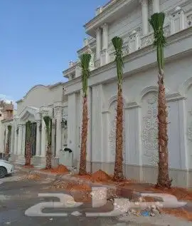 نخل واشنطني ابومروحه درجه اولا 13