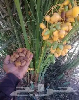 مشالله تبارك الله يوجد لدينا جميع انواع النخيل المثمره وازين 5