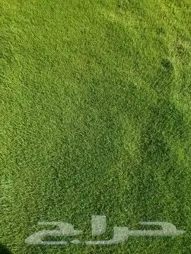 جميع انواع الثيل افضل انواع الثيل 6