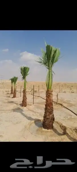مشالله تبارك الله يوجد لدينا جميع انواع النخيل المثمره وازين 2