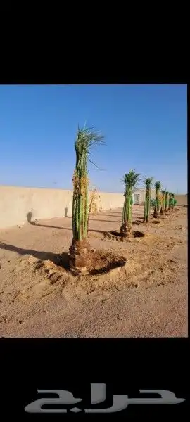 مشالله تبارك الله يوجد لدينا جميع انواع النخيل المثمره وازين 0