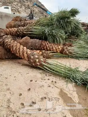 مشالله تبارك الله يوجد لدينا جميع انواع النخيل المثمره وازين 7