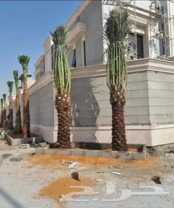 نخل شبوك 4