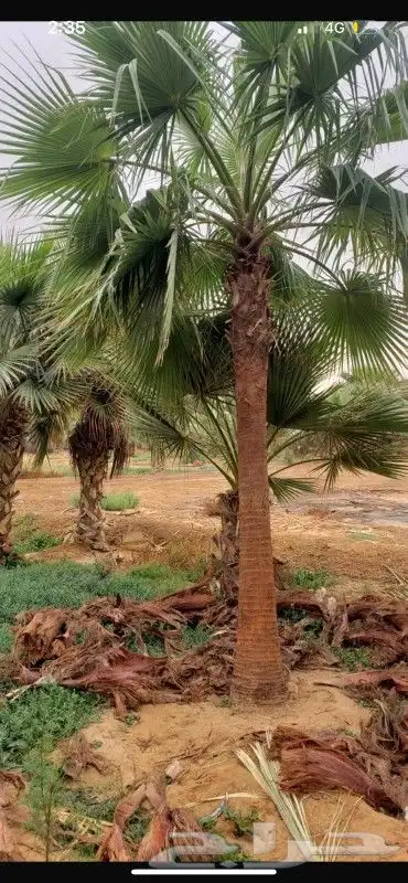 نخل واشنطني ابومروحه درجه اولا 11