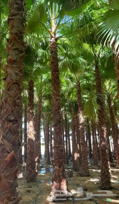 نخل واشنطني ابومروحه درجه اولا 4