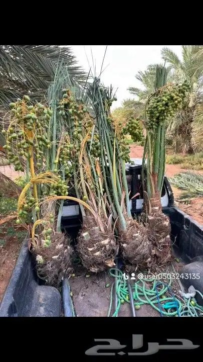 نخل مثمر ونخل واشنطن 4