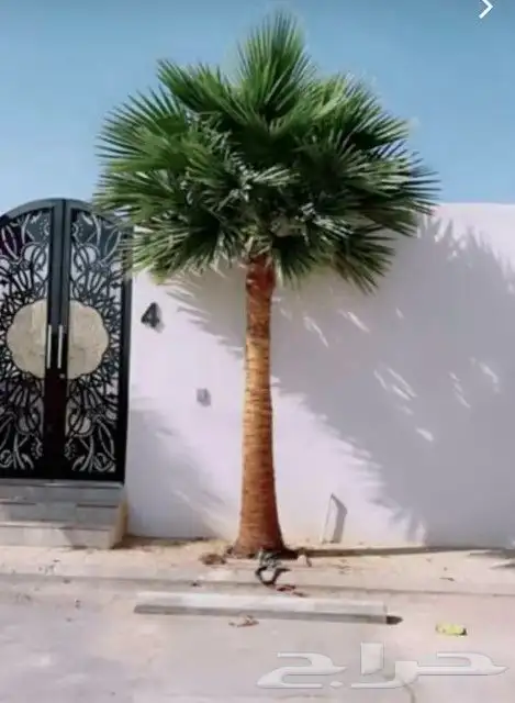 نخل واشنطني ابومروحه درجه اولا 12