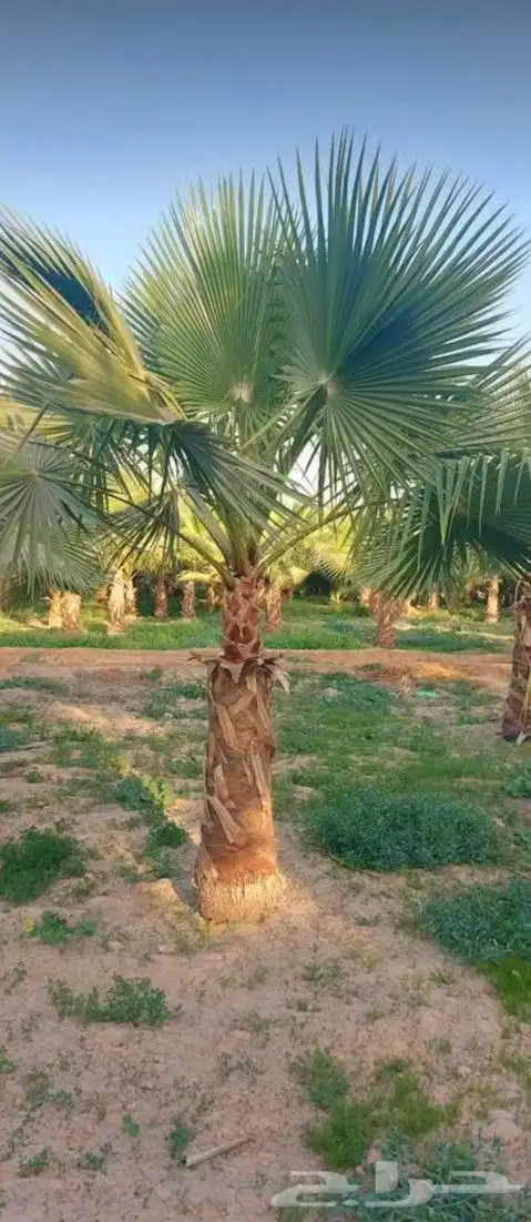 نخل واشنطني ابومروحه درجه اولا 10