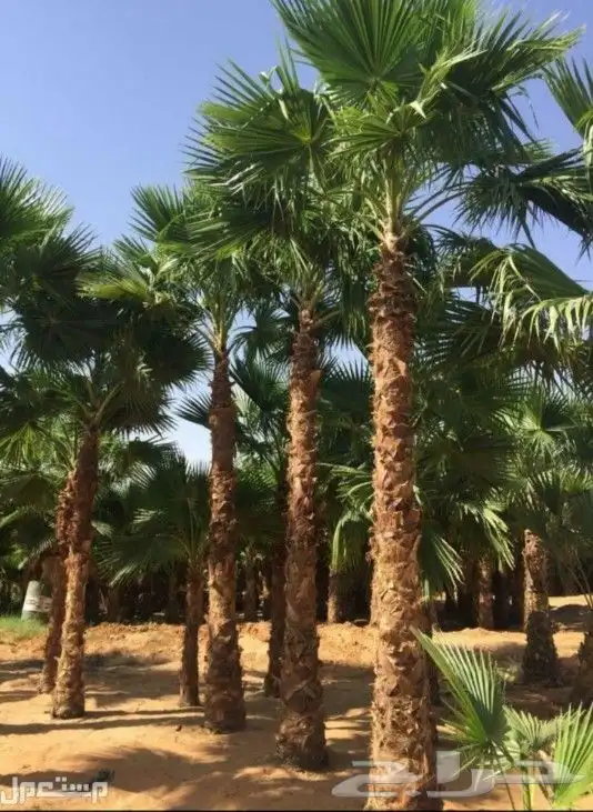 نخل واشنطني ابومروحه درجه اولا 3