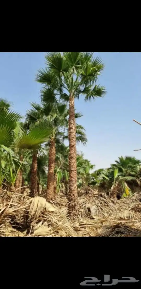 نخل واشنطني ابومروحه درجه اولا 0