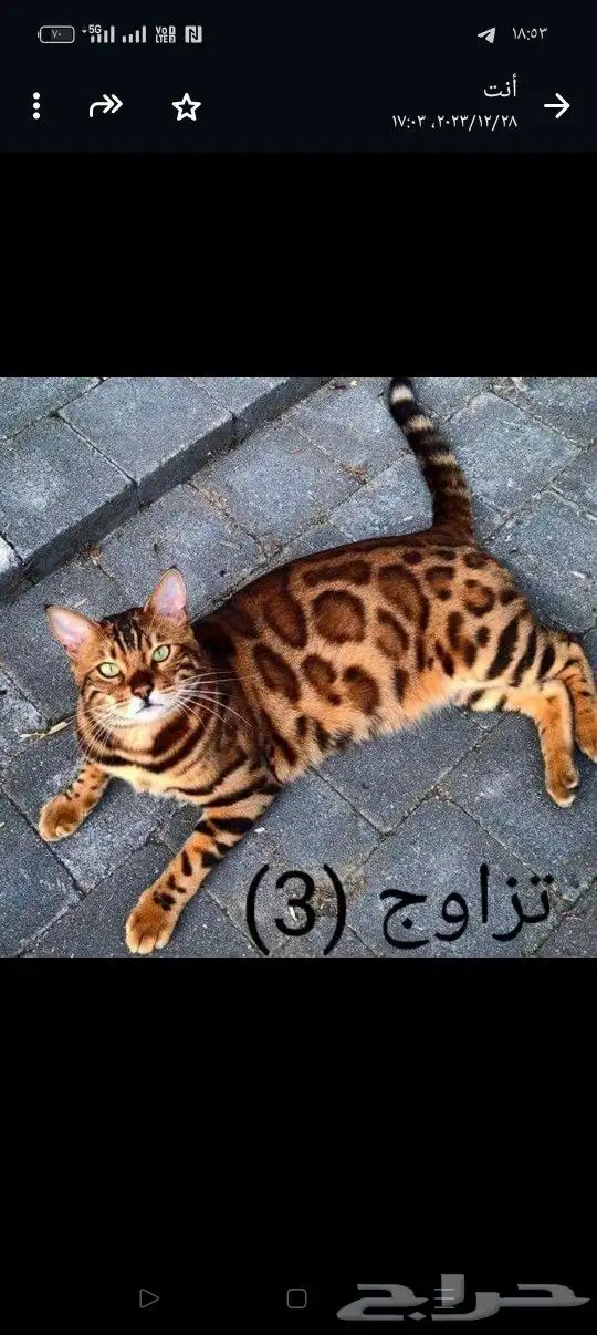 فندقه خمسه نجوم يستحق حيوانك الاليف الراحه التامه 1