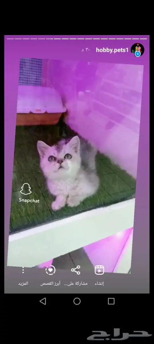 فندقه خمسه نجوم يستحق حيوانك الاليف الراحه التامه 5