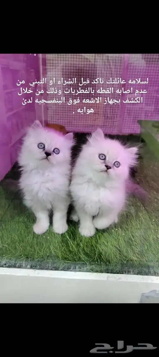 فندقه خمسه نجوم يستحق حيوانك الاليف الراحه التامه 3