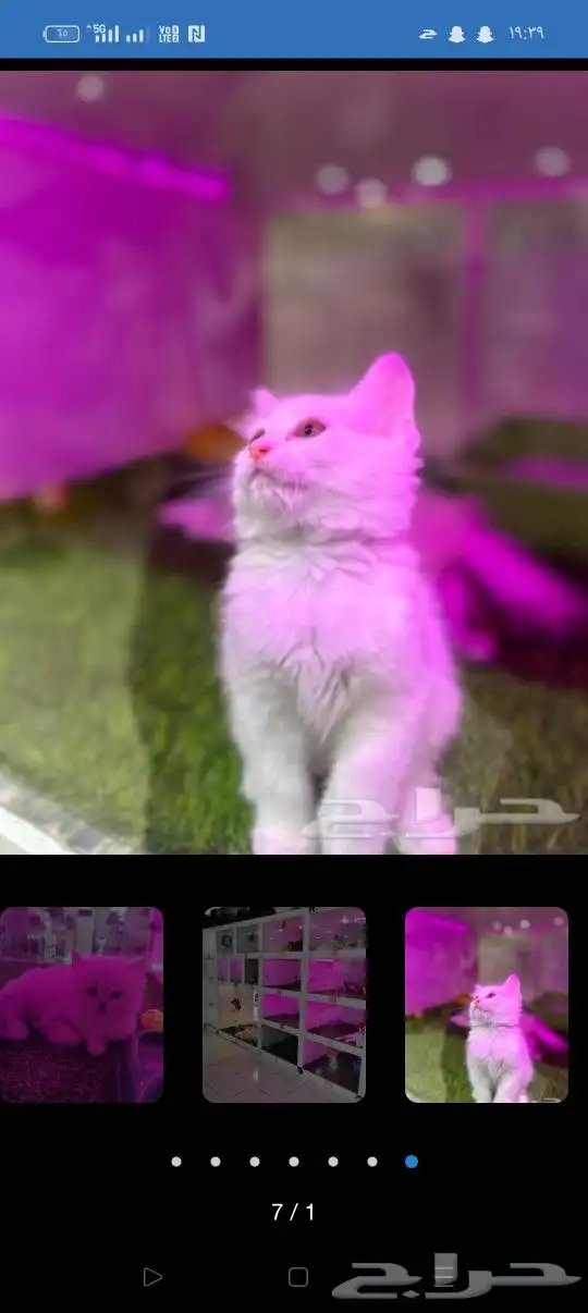 فندقه خمسه نجوم يستحق حيوانك الاليف الراحه التامه 4