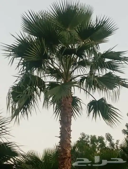 نخل واشنطني ابومروحه درجه اولا 7