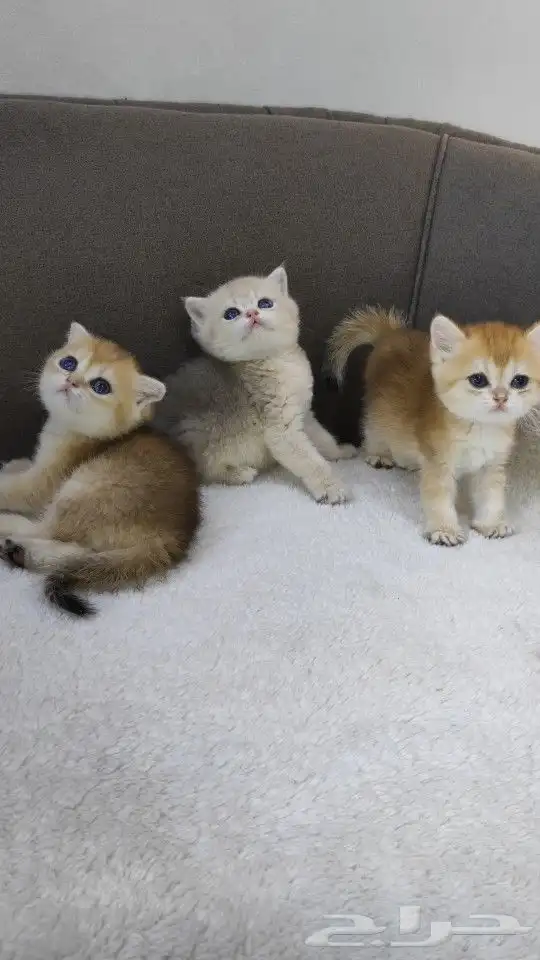سكوتش فولد وستريت Ay11 للحجز 2