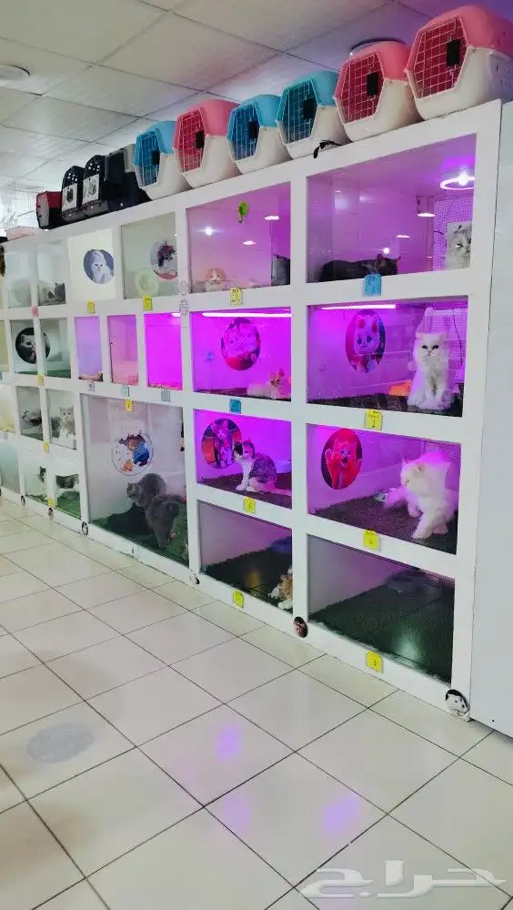 فندقه خمسه نجوم يستحق حيوانك الاليف الراحه التامه 0