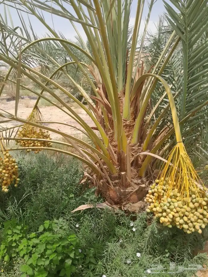 نخل مثمر ونخل واشنطن 0