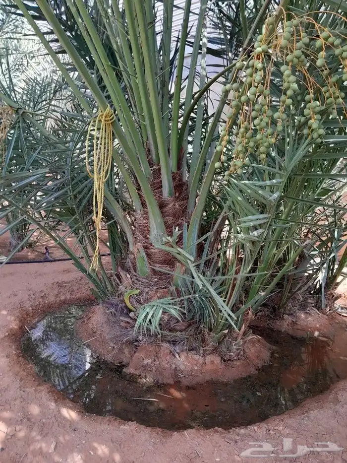 نخل مثمر ونخل واشنطن 7