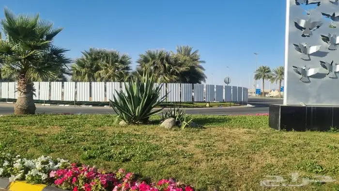 شينكو سور شينكو حداده عامه 0