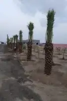 نخل للبيع مكه جده فسايل منوعه 7