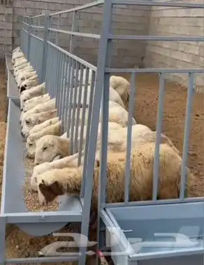 يوجد جلسات حديد وشبوك حلال ومضلات بل 4