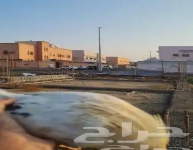 دجاج قزم تم البيع تم البيع 3