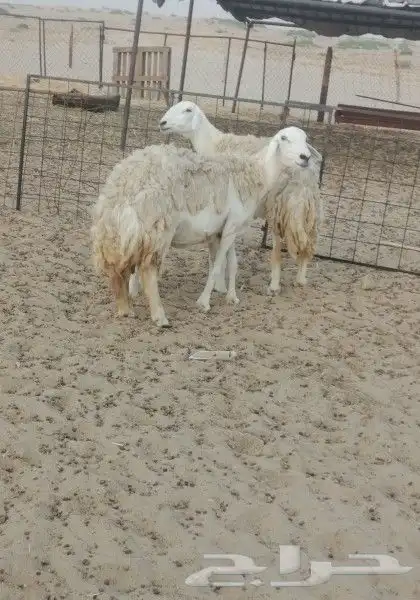 غنم حريه صنف تم البيع تم البيع 1