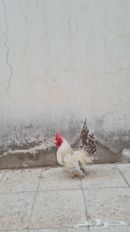 دجاج قزم تم البيع تم البيع 4