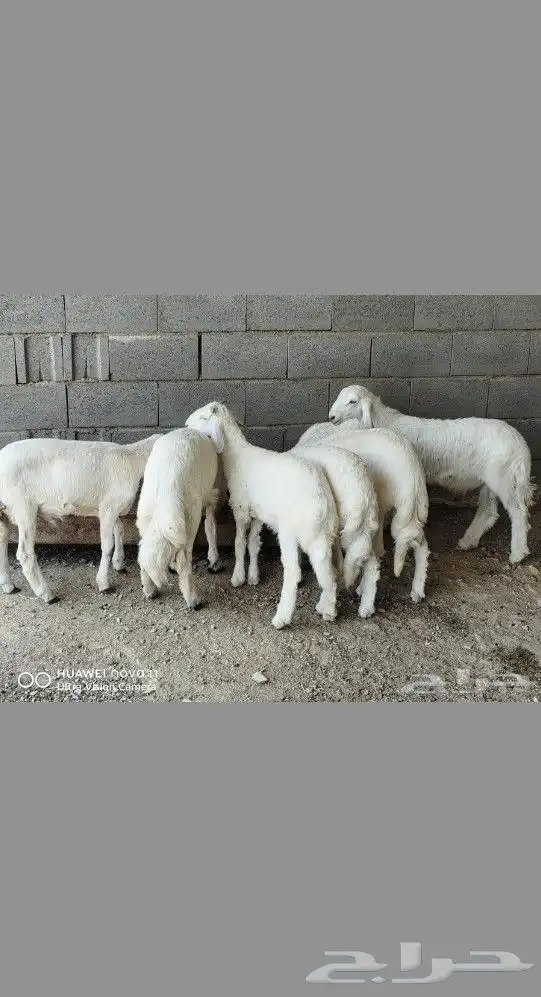7خرفان للبيع)) (((تم البييع))) 1