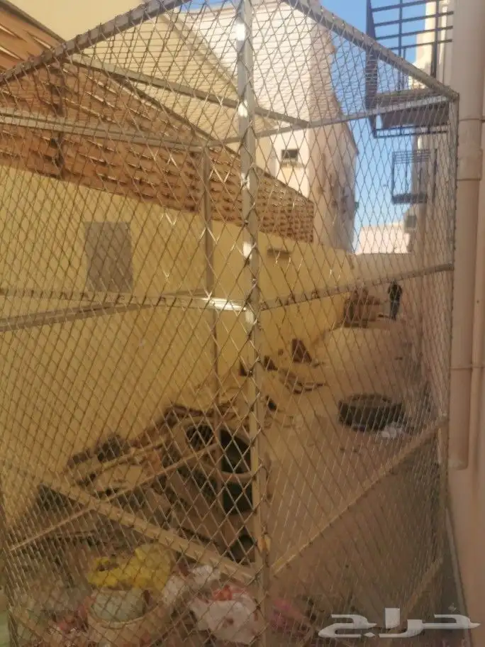 شبك بقلاوة 1