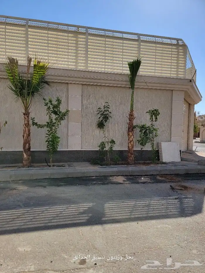 النخل على أصوله 9
