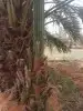 نخل اللقصيم اللبيع 8