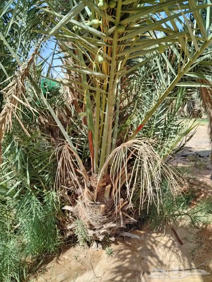 نخل اللقصيم اللبيع 4