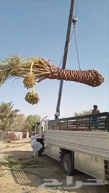 توريد جميع انواع النخيل إلى جميع مناطق المملكة 5
