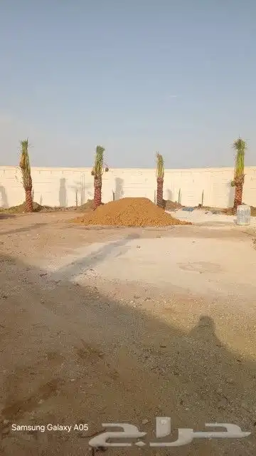 توريد جميع انواع النخيل إلى جميع مناطق المملكة 4