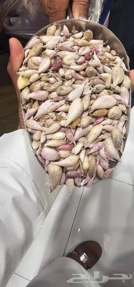 ثوم يمني ذكر جديد 0