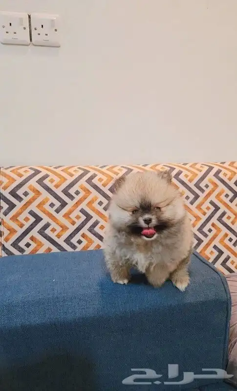 كلب بومرينيان تيدي فيس 1