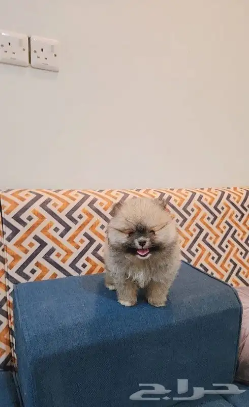 كلب بومرينيان تيدي فيس 0