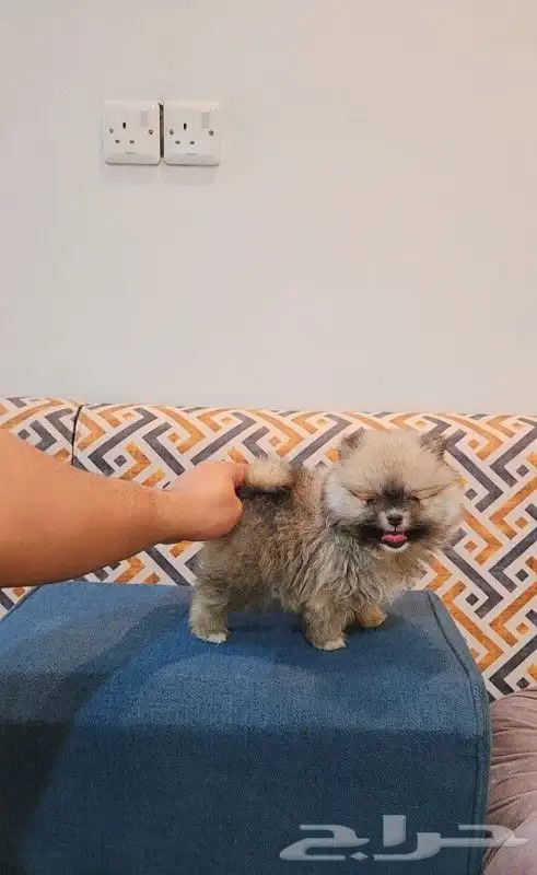 كلب بومرينيان تيدي فيس 2