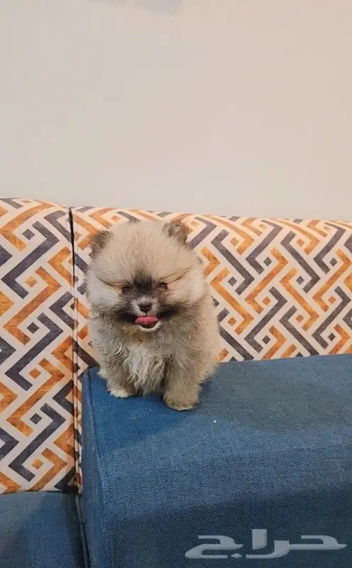 كلب بومرينيان تيدي فيس 3