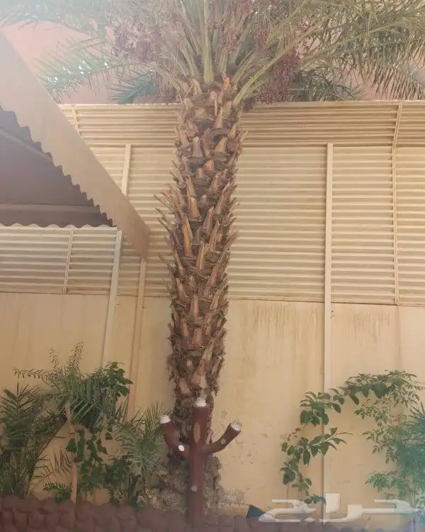 نخل وزراعه وتوريدثيل وزهور 12