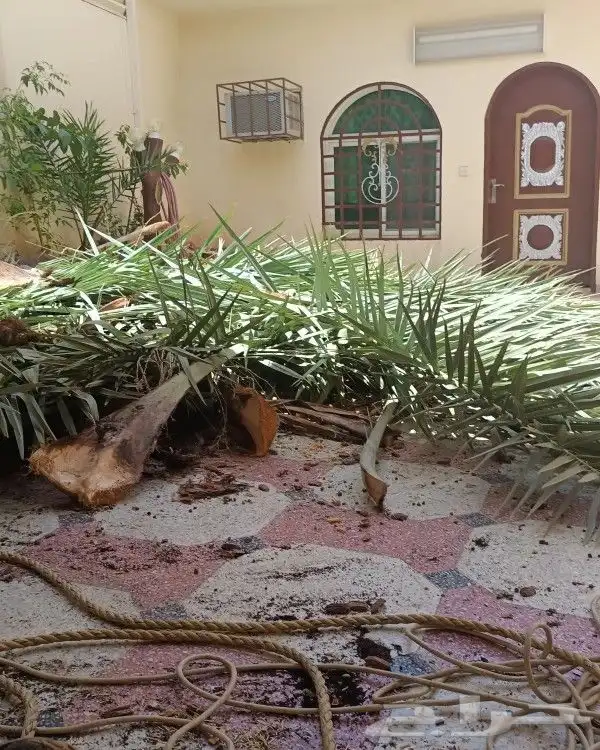 نخل وزراعه وتوريدثيل وزهور 13